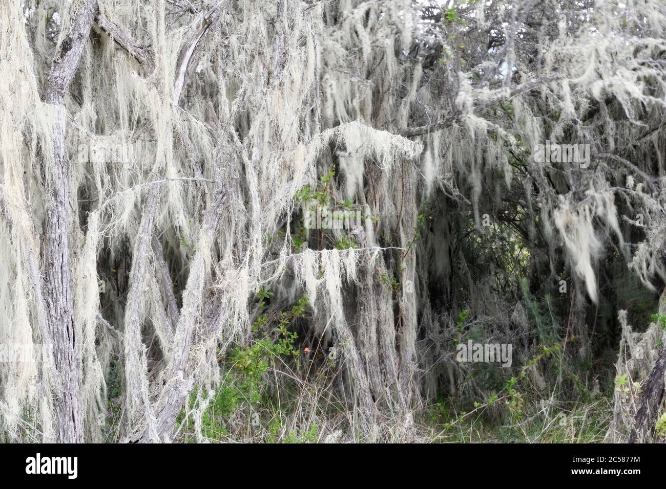 Old Men’s Beard lichen (Asnea barbata) growing on a tree, Patagonia National Park, Chacabuco valley near Cochrane, Aysen Region, Patagonia, Chile Stock Photo