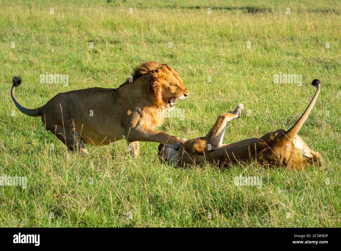 Male and female lions fight after mating Stock Photo - Alamy