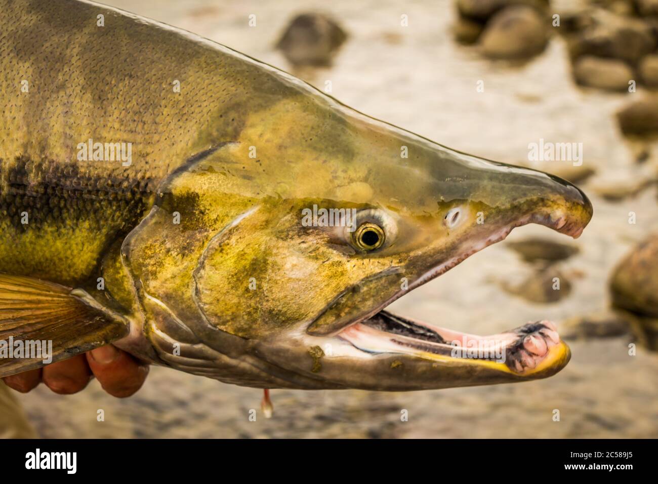 Fish, trout, chum salmon, humpback, a piece baked, grilled, with a slice of  lemon and lettuce Stock Photo - Alamy