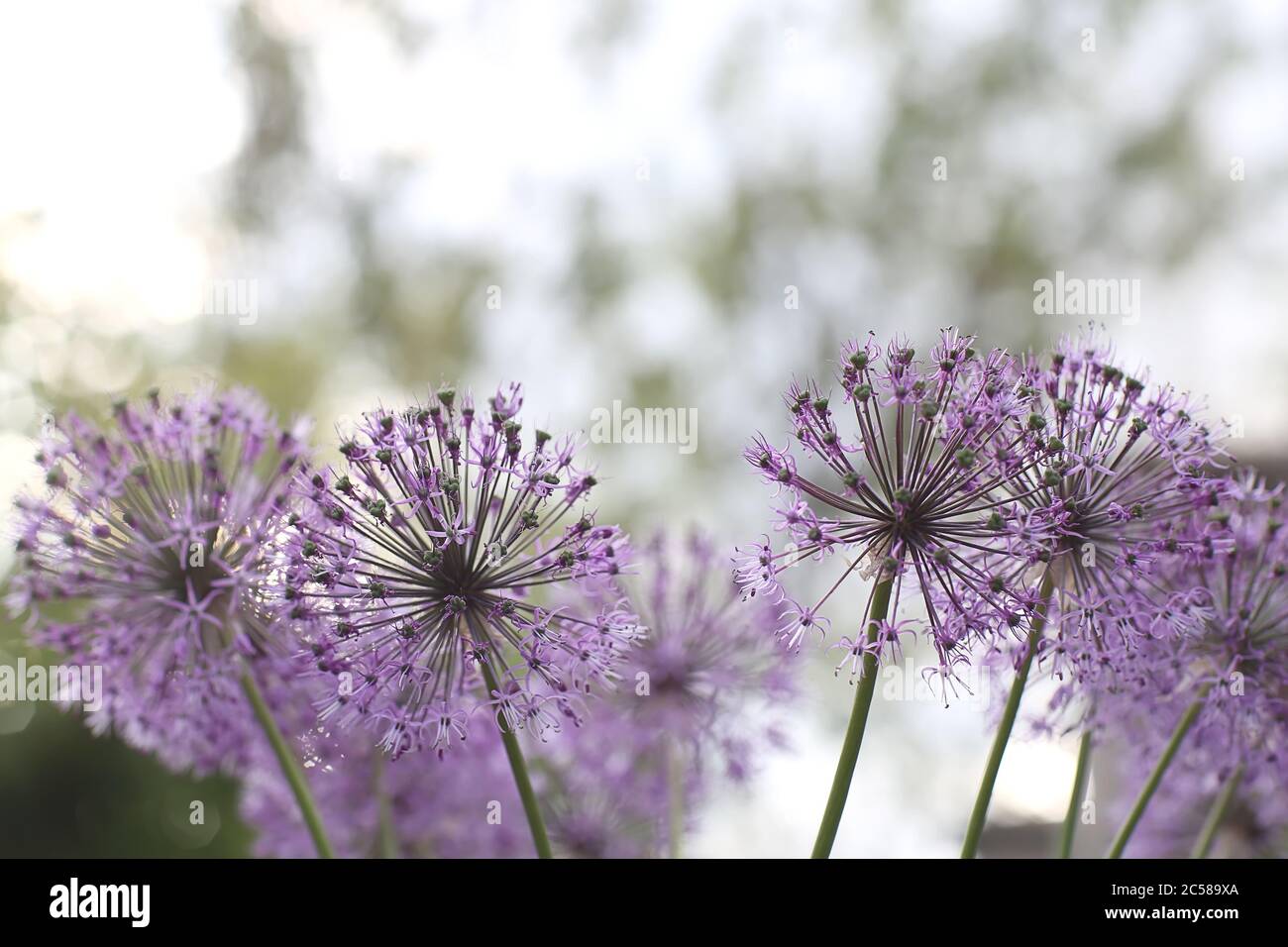 Violet flowers looks like covid-19 bacteria, purple dandelion, selective focus on blurry background Stock Photo