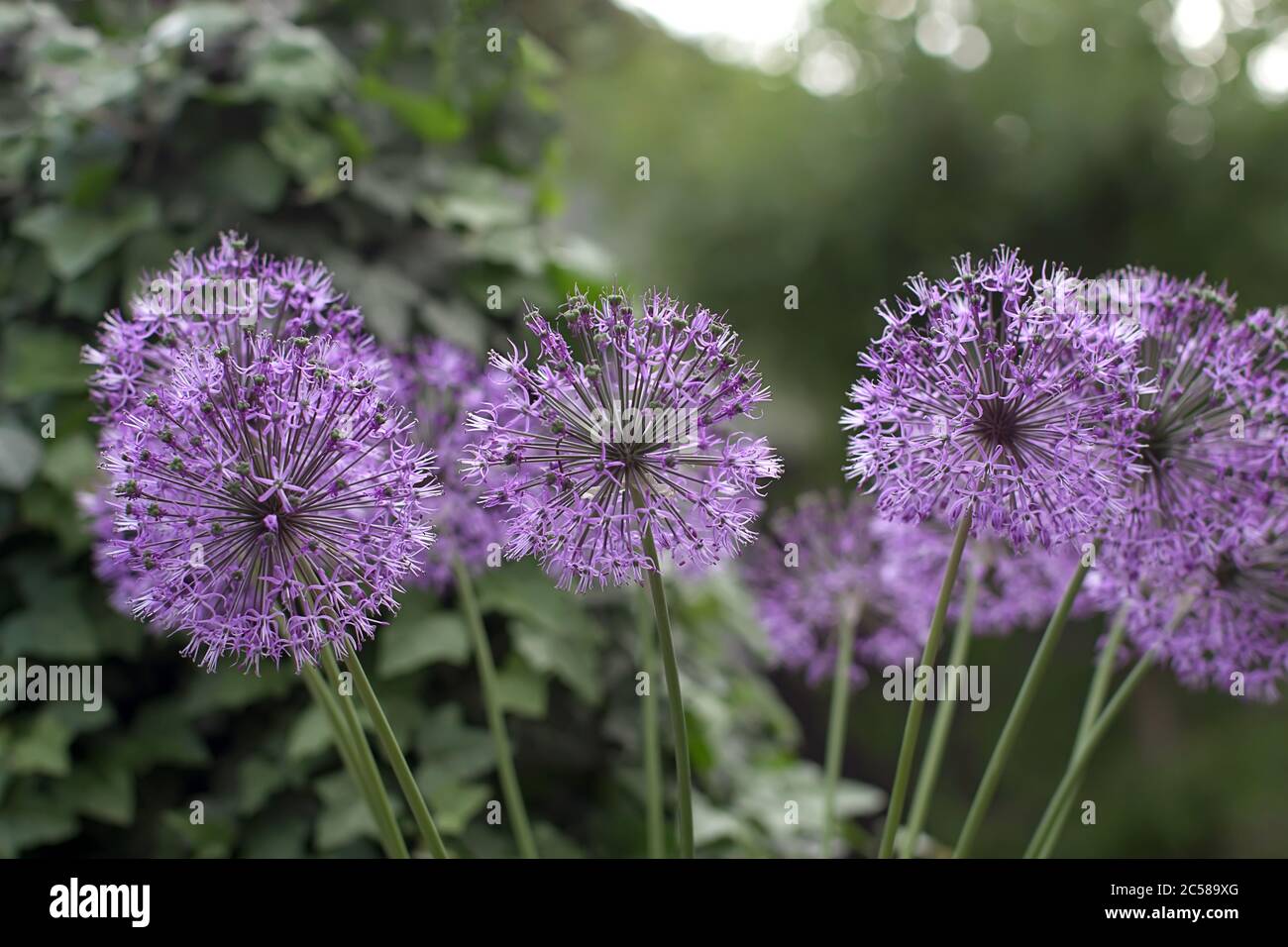 Violet flowers looks like covid-19 bacteria, purple dandelion, selective focus Stock Photo
