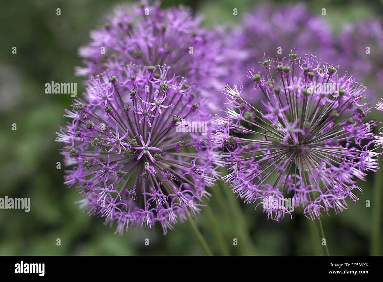 Violet flowers looks like covid-19 bacteria, purple dandelion, selective focus Stock Photo