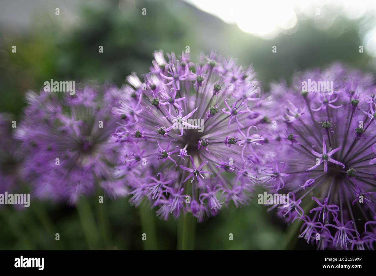 Violet flowers looks like covid-19 bacteria, purple dandelion, selective focus Stock Photo