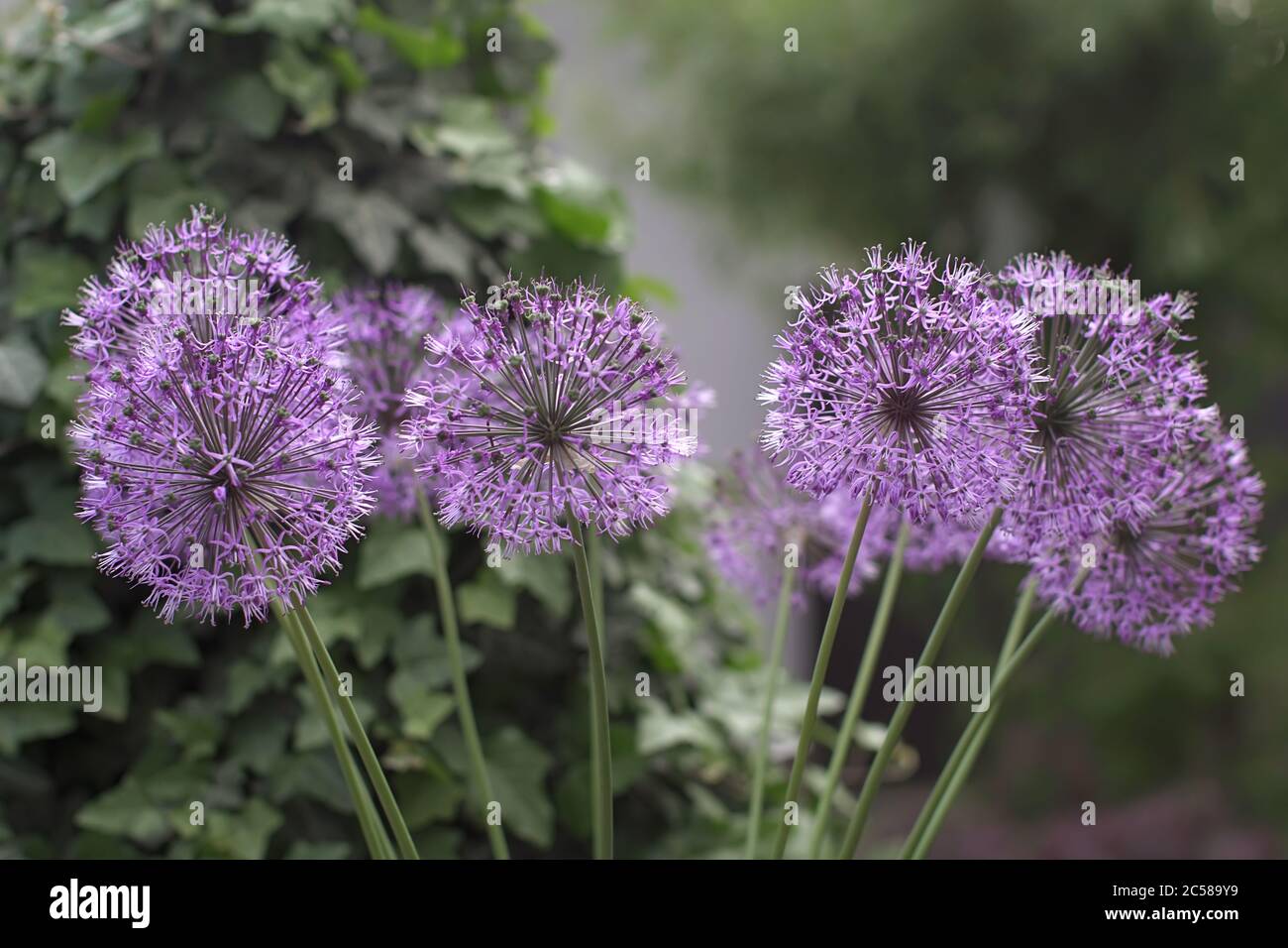 Violet flowers looks like covid-19 bacteria, purple dandelion, selective  focus Stock Photo - Alamy