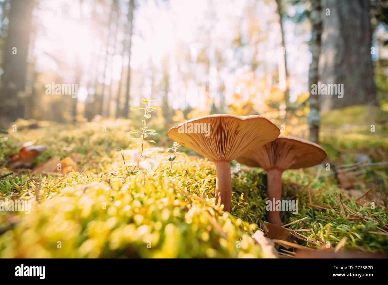 Paxillus Involutus In Autumn Forest In Belarus. Brown Roll-rim, Common Roll-rim, Or Poison Pax, Is A Basidiomycete Fungus Stock Photo