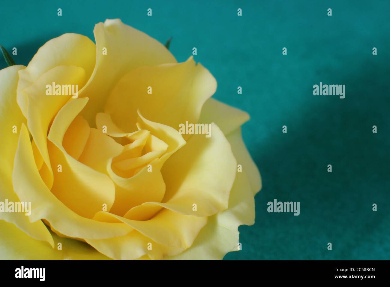 Elegant yellow rose Stock Photo