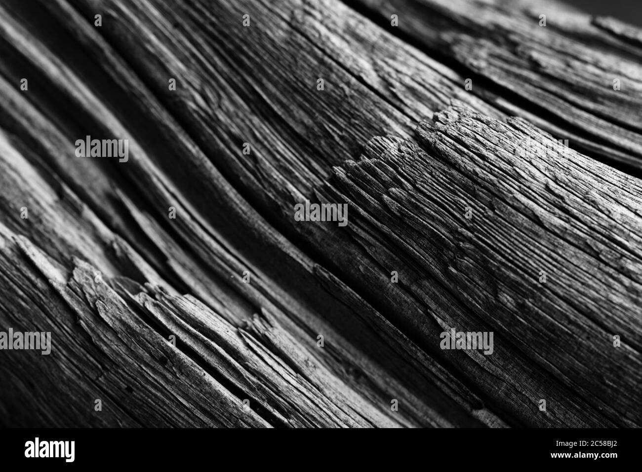 Bog Wood Stock Photo