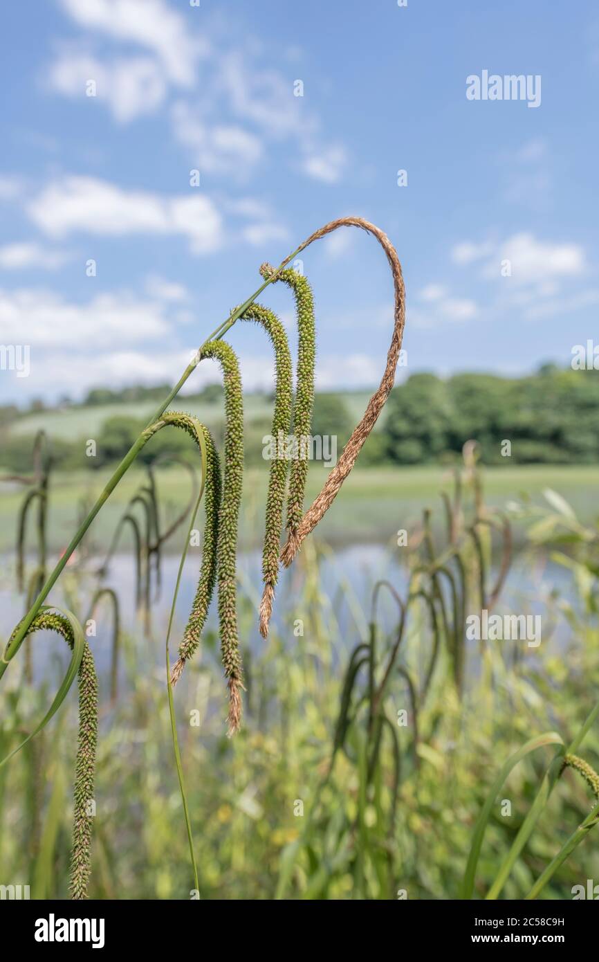 Drooping flower spikes of Pendulous Sedge / Carex pendula - often associated with damp soils & habitats beside streams. Seen here on River Fowey. Stock Photo