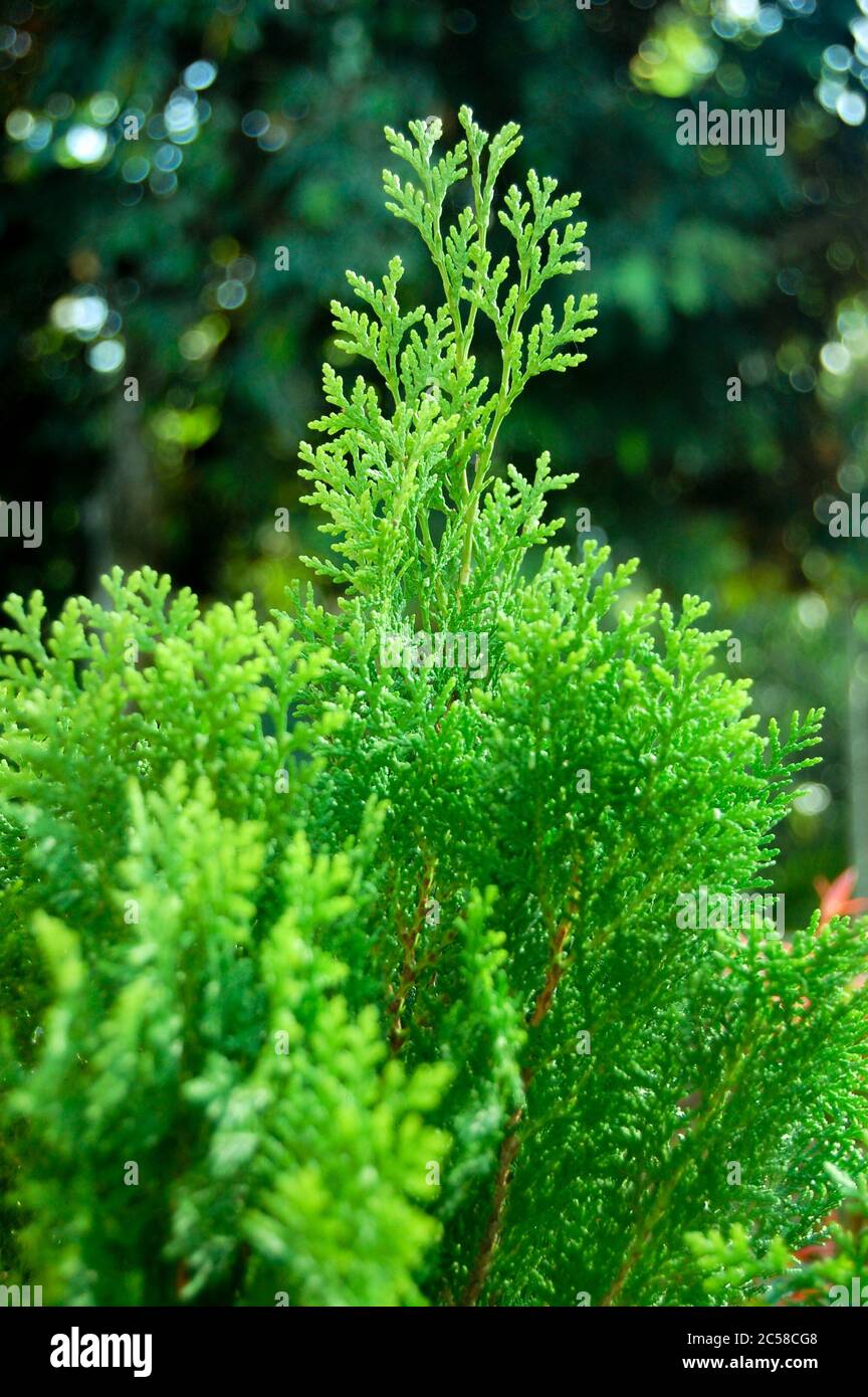 fresh green pine leaves , Oriental Arborvitae, Thuja orientalis (also known as Platycladus orientalis) leaf texture background for design foliage patt Stock Photo