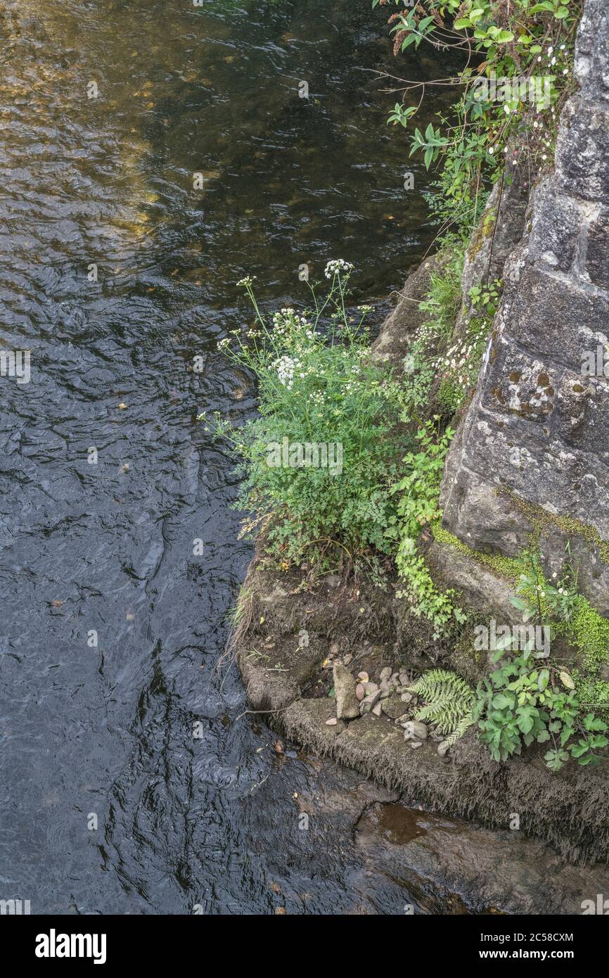 White flowers & foliage of a Hemlock Water-Dropwort / Oenanthe crocata plant growing at base of bridge. Highly poisonous with affinity for water. Stock Photo