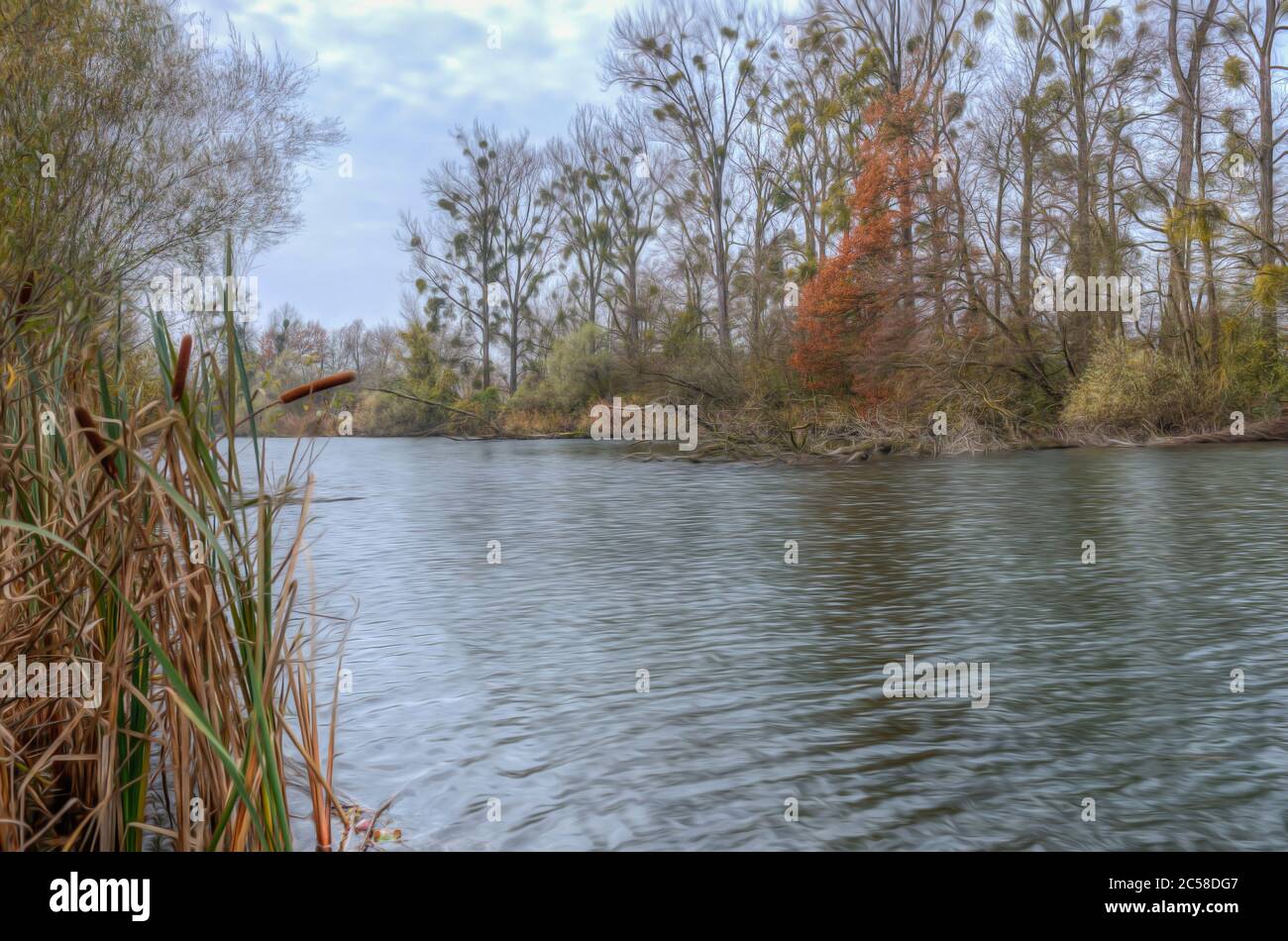 Schilf blüht auf einem See am Rhein Stock Photo