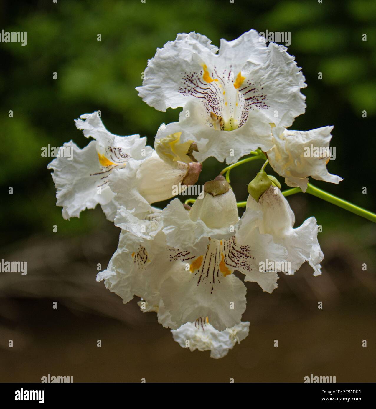 Catalpa Tree Flower Blossoms, Catalpa speciosa, at Speedwell Park