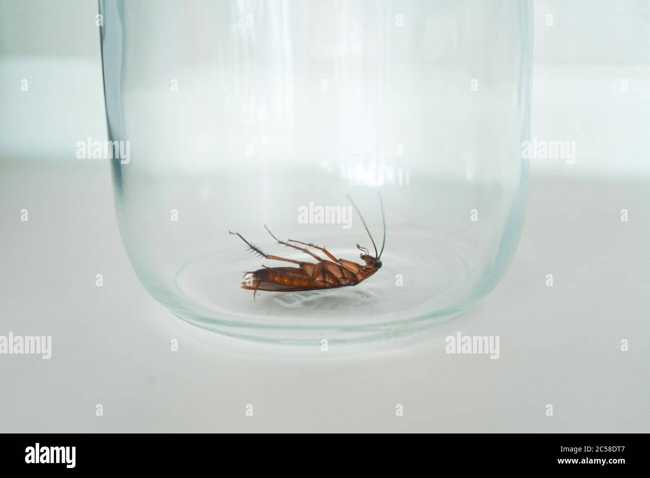 Cockroach in a glass jar in the kitchen Stock Photo - Alamy