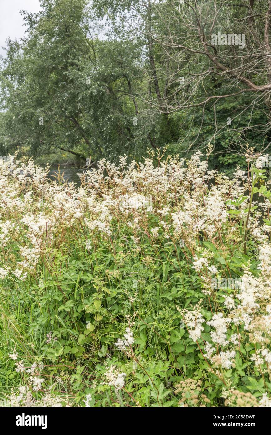 Wide shot flower masses of Meadowsweet / Filipendula ulmaria. Medicinal plant once used in herbal medicine & herbal remedies for analgesic properties. Stock Photo