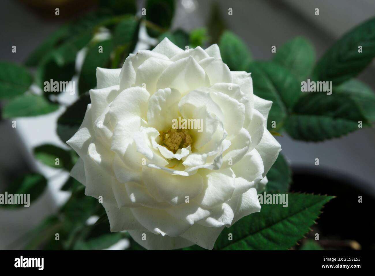 Mature rose bush hi-res stock photography and images - Alamy