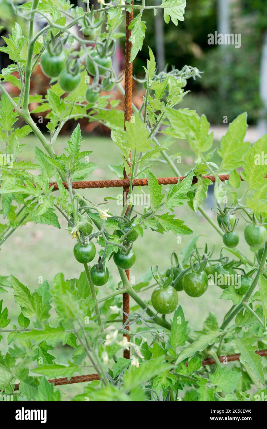 Trusses of green cherry tomatoes hanging from vine on trellis in home garden Stock Photo