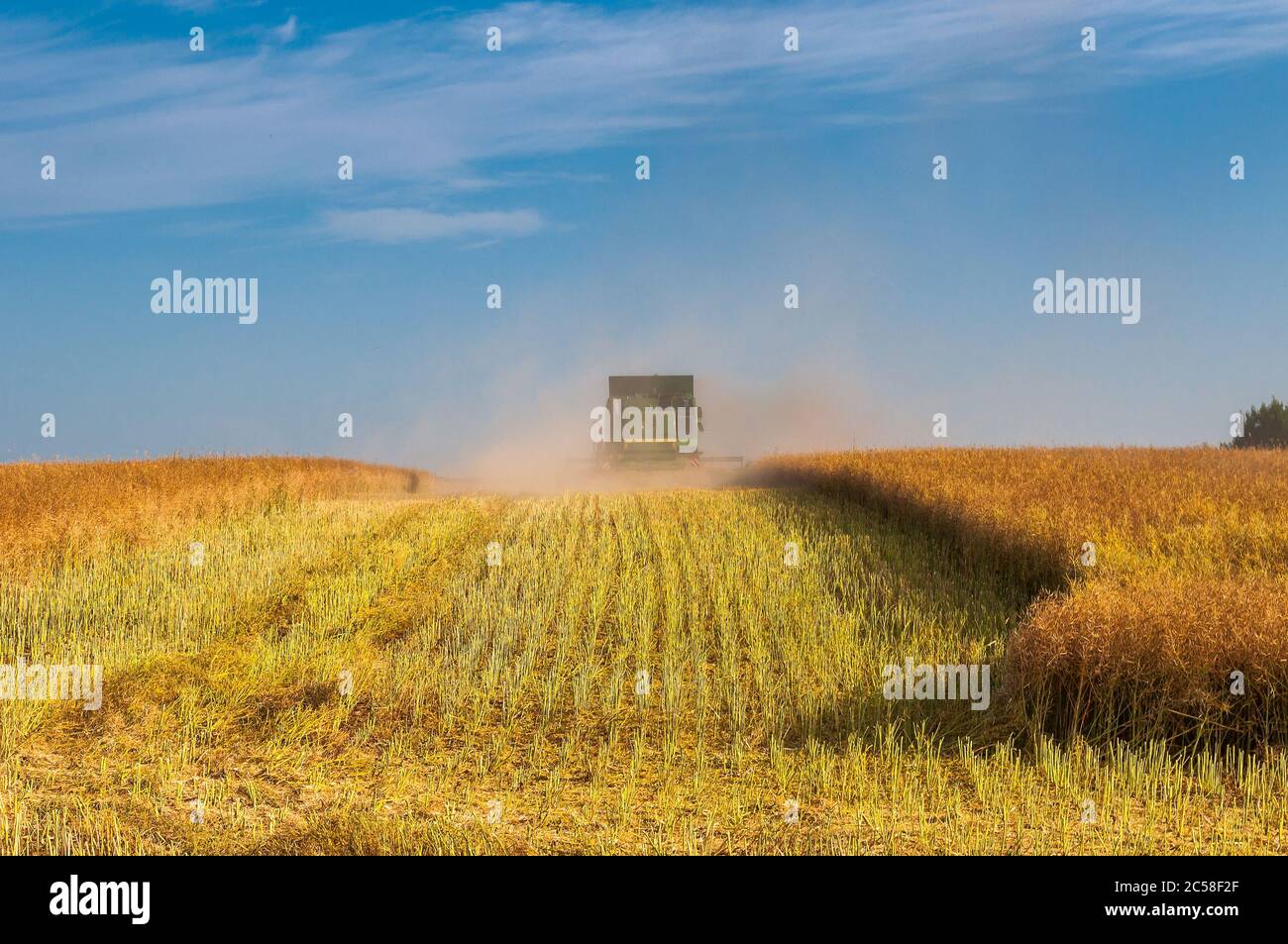 Back view of modern combine harvester in the wheat field during harvesting. Agriculture and Farming Collection Stock Photo