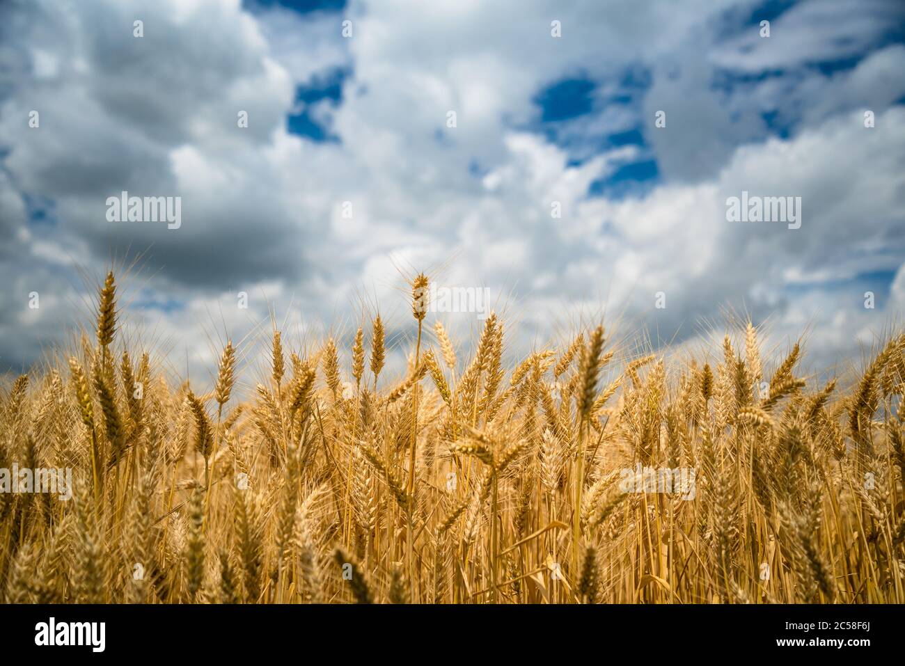 Golden wheat field with blue sky and white clouds in background Stock Photo