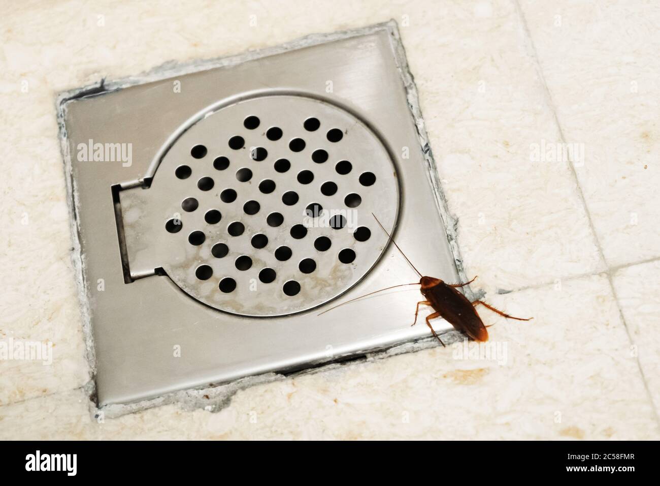 Cockroach in the bathroom near the drain hole. The problem with insects