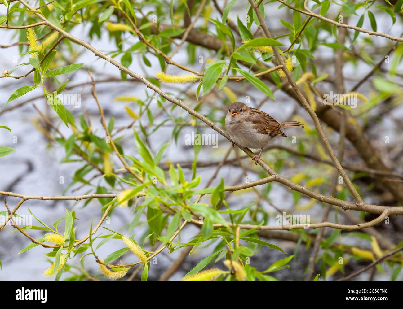 House sparrow (fledgling) Stock Photo