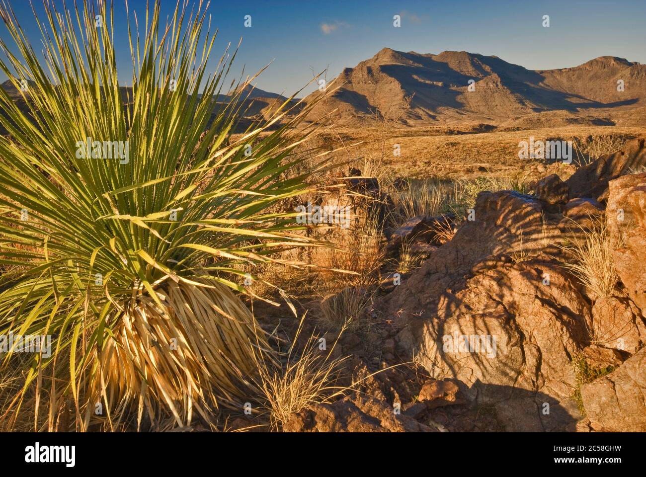 Sotol in Bofecillos Mountains, Chihuahuan Desert in Big Bend Ranch State Park, Texas, USA Stock Photo