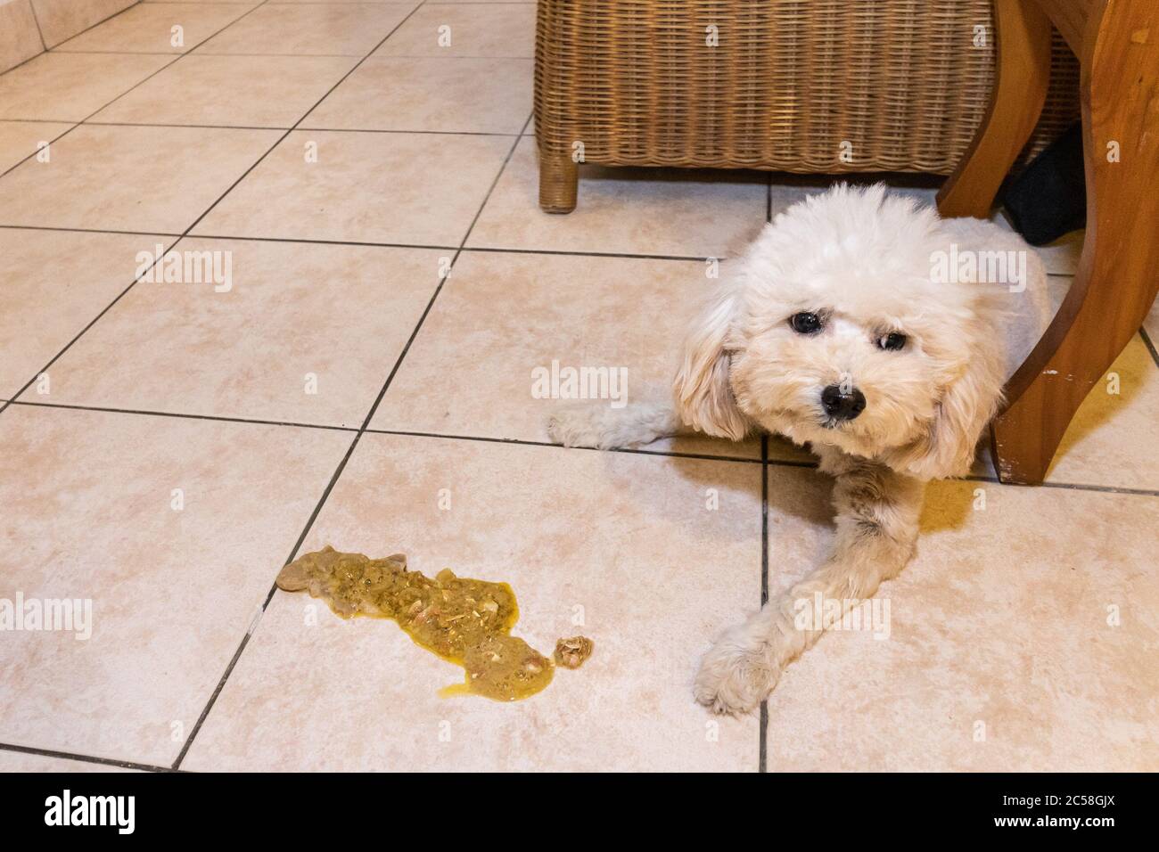Sick unwell poodle dog with vomit on floor at home Stock Photo Alamy