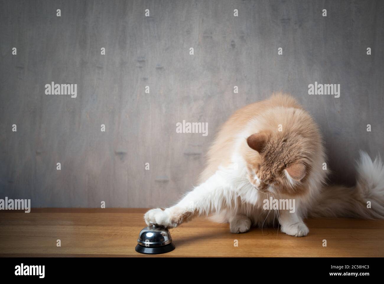 Kitty Ringing A Bell maine coon cat ringing service bell with copy space Stock Photo - Alamy