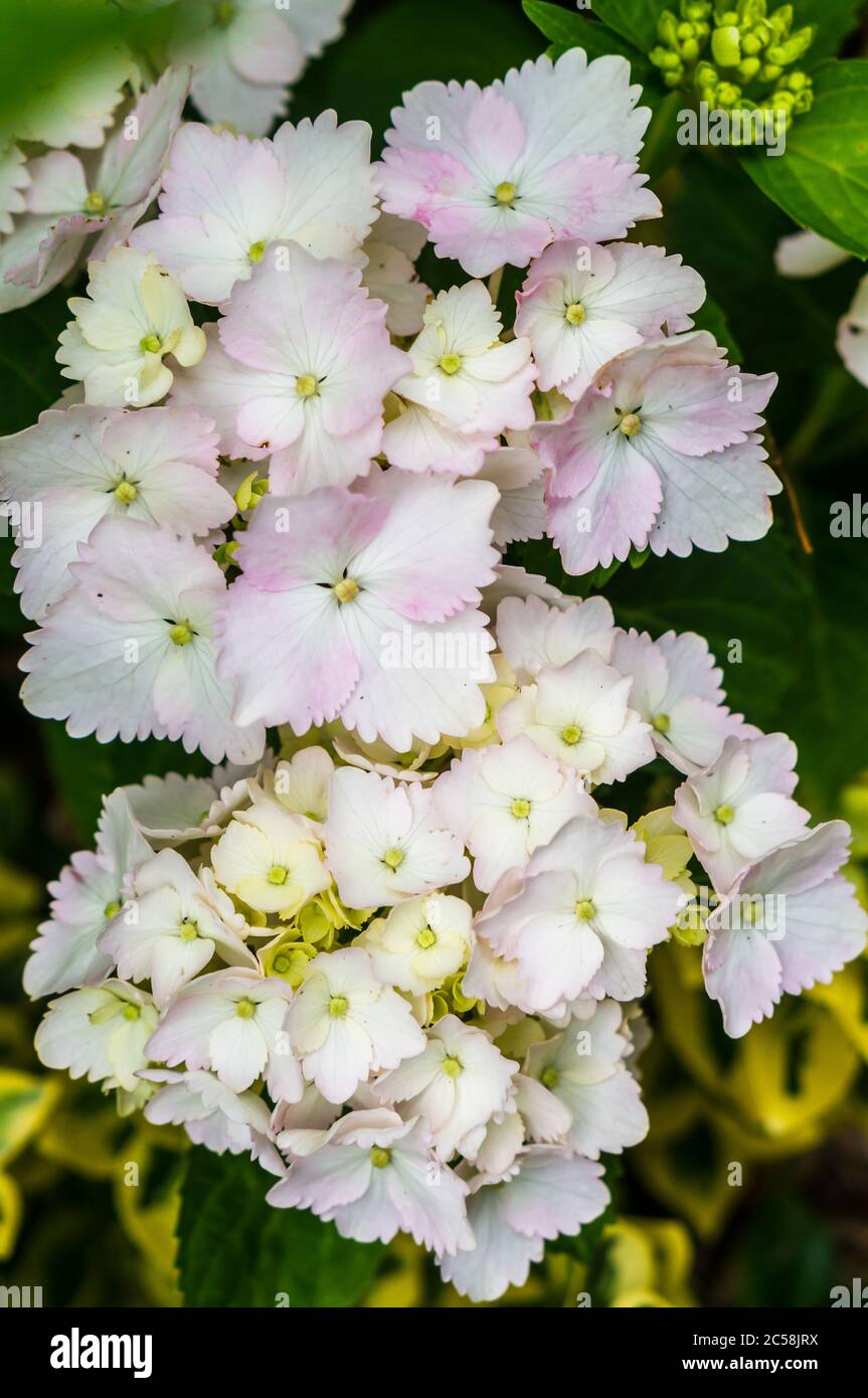 Close up shot of beautiful white primula obconica flowers with pink hues Stock Photo