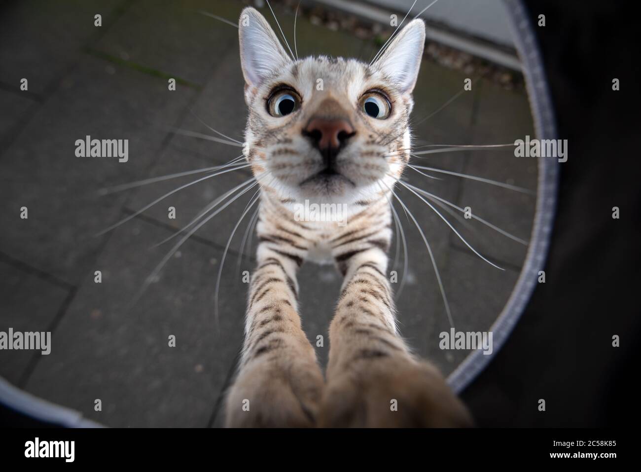 high angle view of a curious playful young black silver tabby rosetted bengal cat rearing up looking at camera Stock Photo