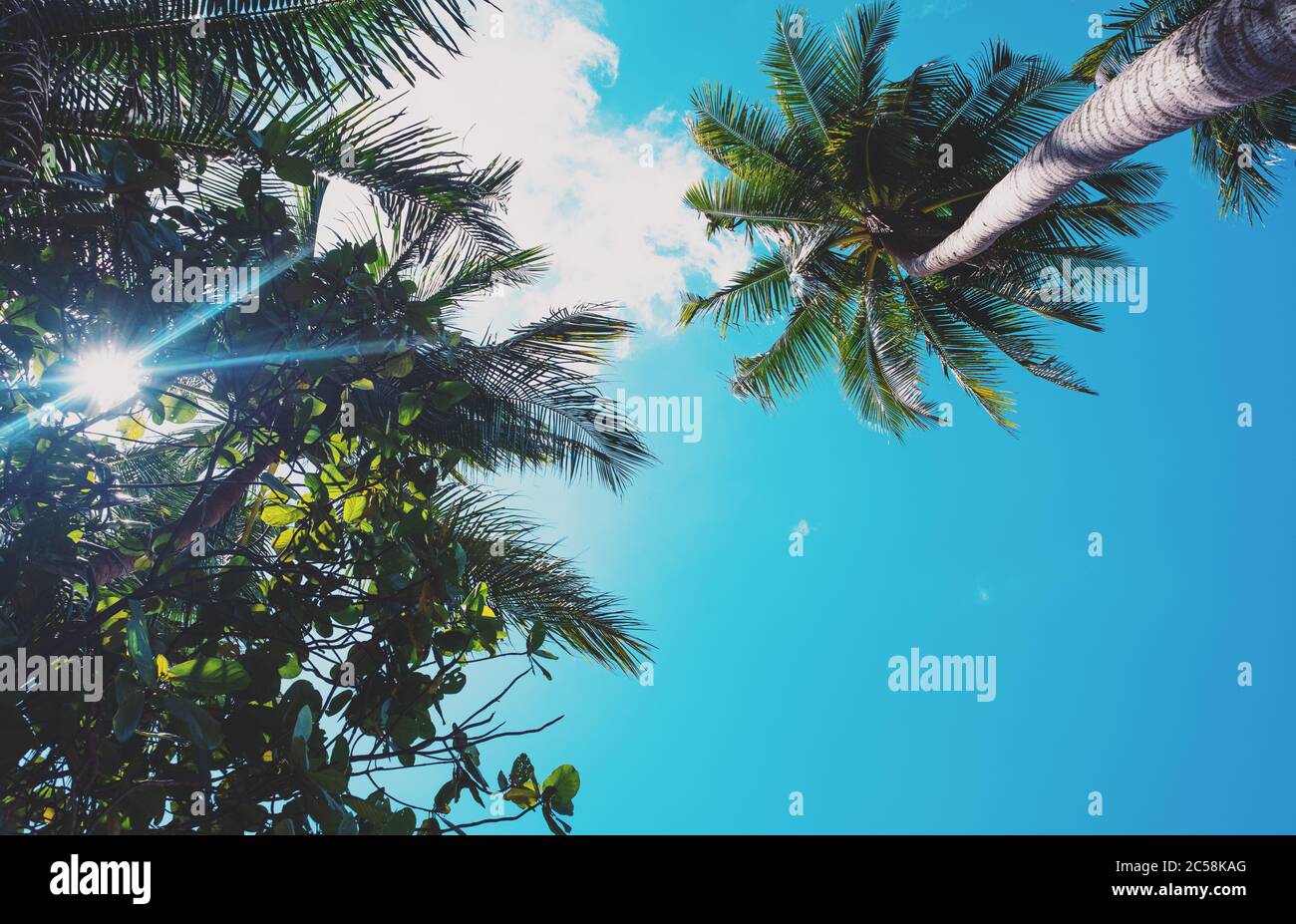 Sun rays through palm hi-res stock photography and images - Alamy