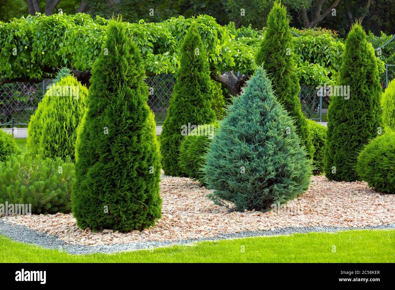 Landscaping of a backyard garden with evergreen conifers and thuja by