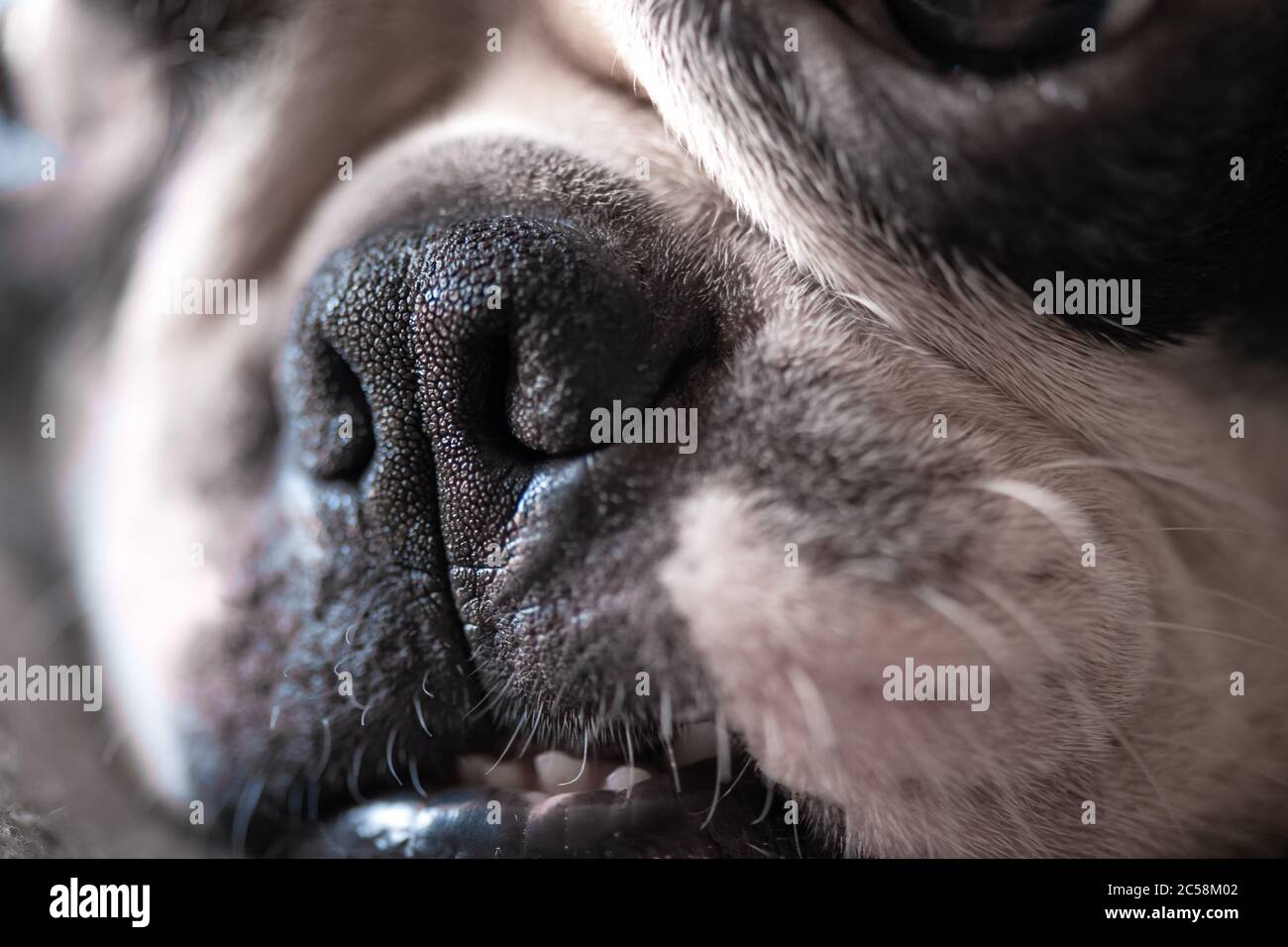 Do Boston Terriers Have Dry Noses