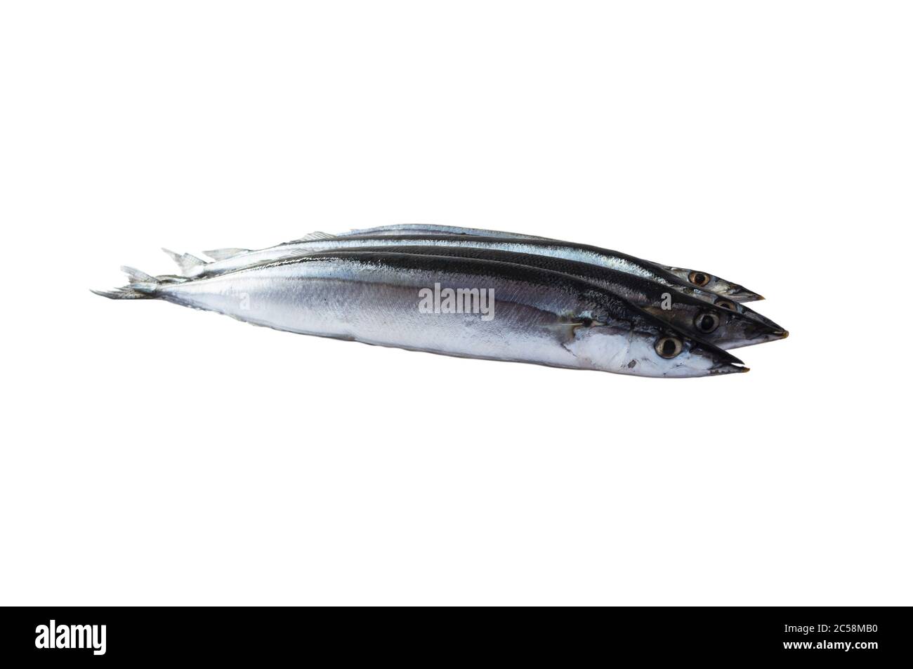 Pacific saury isolated on the white background. Close-up view of raw fresh healthy Pacific saurie isolated on white. Sanma (raw Pacific saury) over wh Stock Photo
