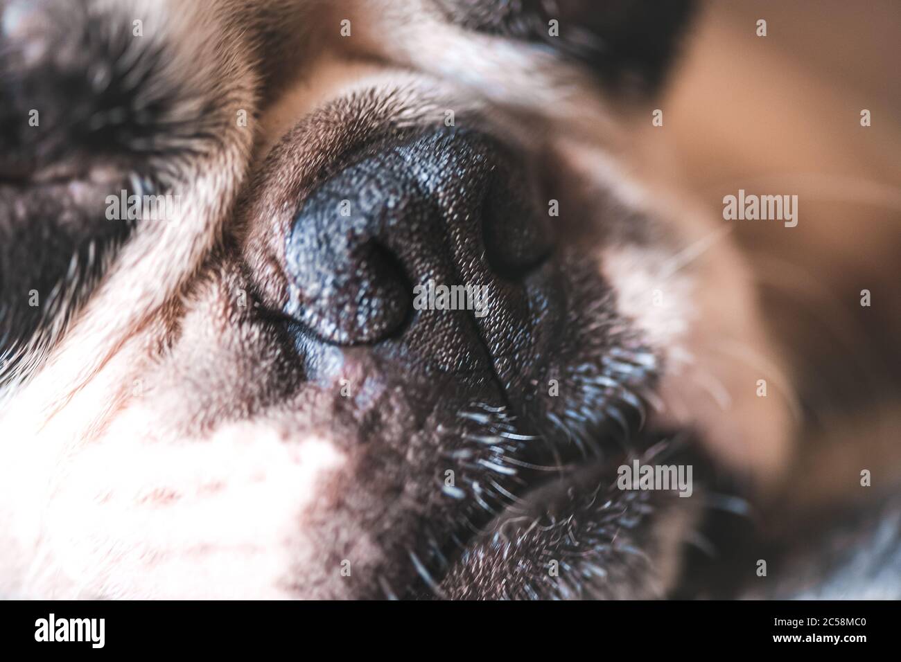 Macrophotography of a young cute face of a Boston Terrier dog. Rough ...