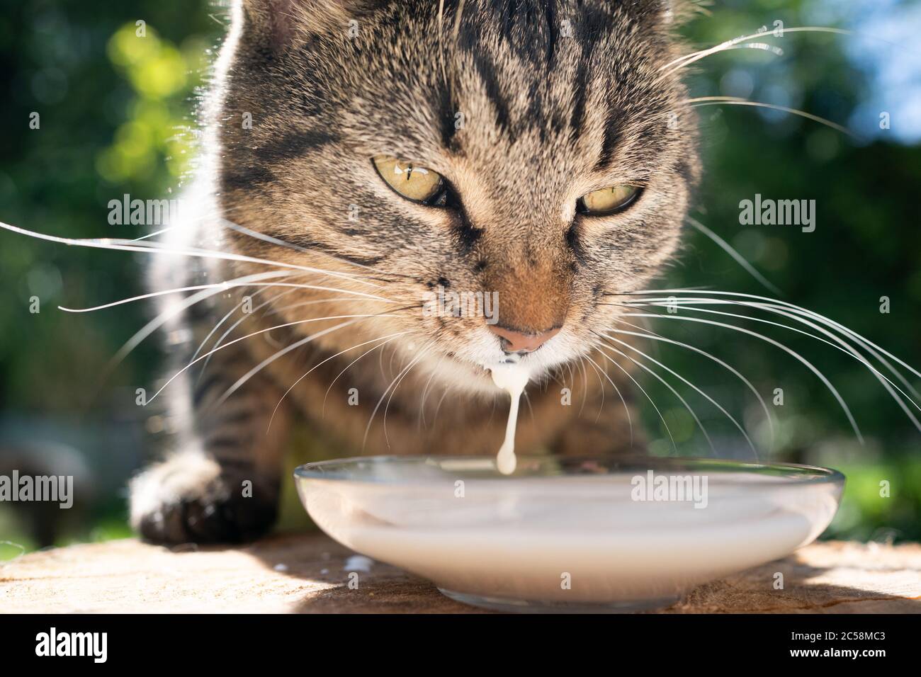 close up of a tabby cat drinking milk outdoors Stock Photo