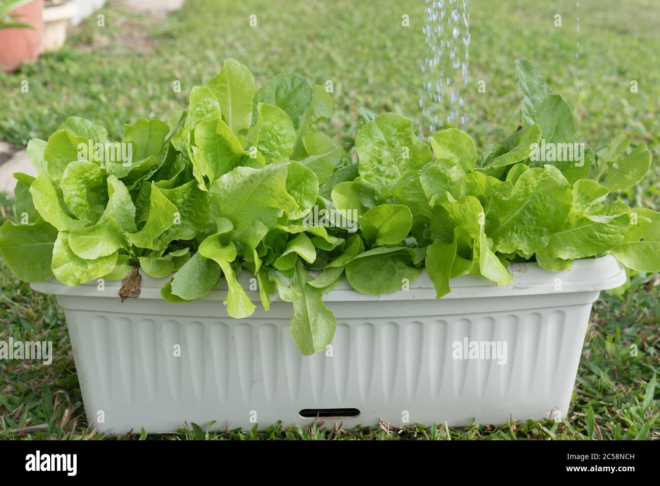 Healthy Romaine and loose leaf lettuce plants being watered with liquid fertiliser / fertilizer Stock Photo
