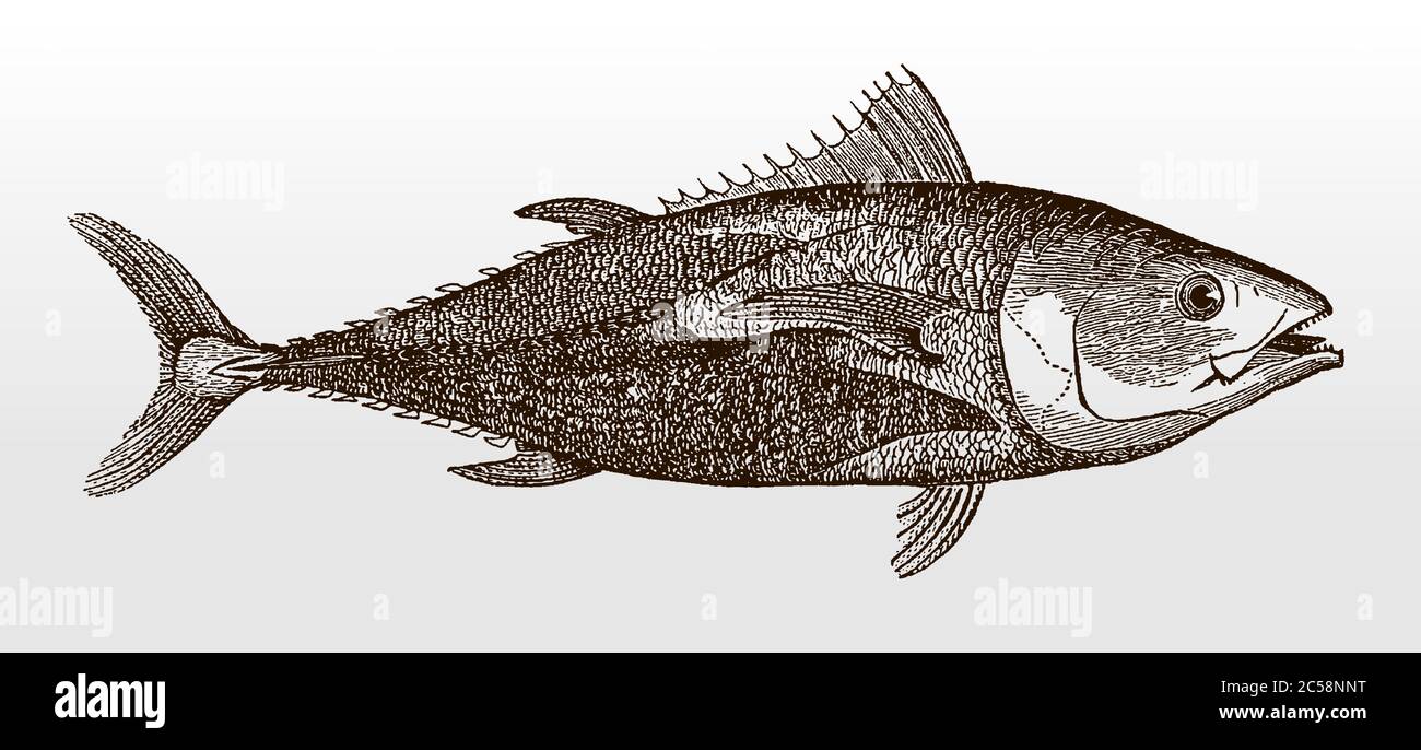 Endangered Atlantic bluefin tuna or tunny, thunnus, an important food fish in side view after an antique illustration from the 19th century Stock Vector