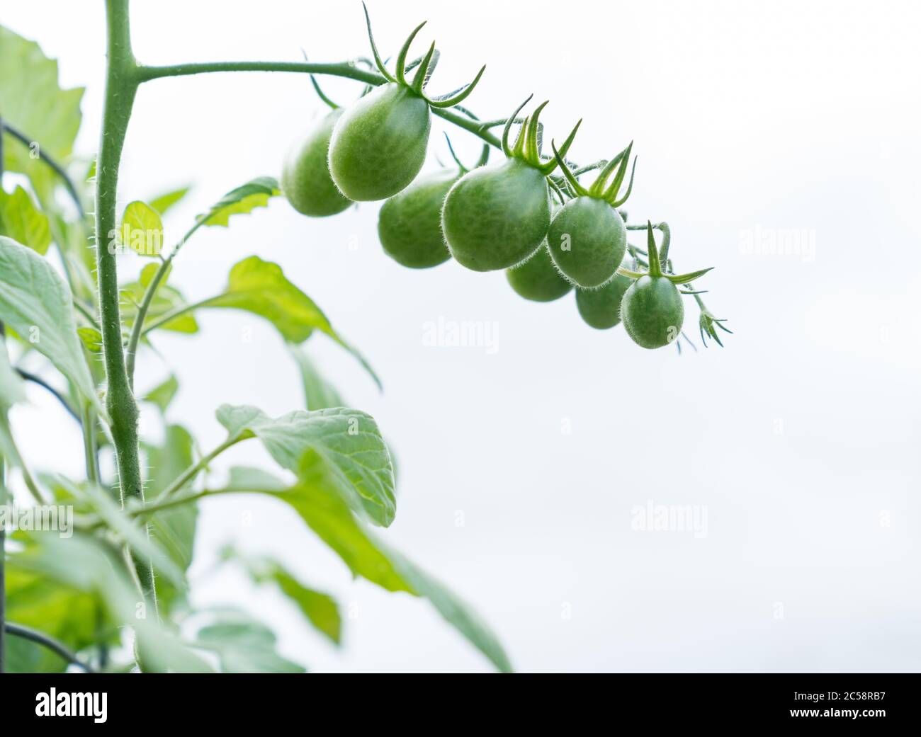 Unripe grape tomato truss hanging on vine Stock Photo