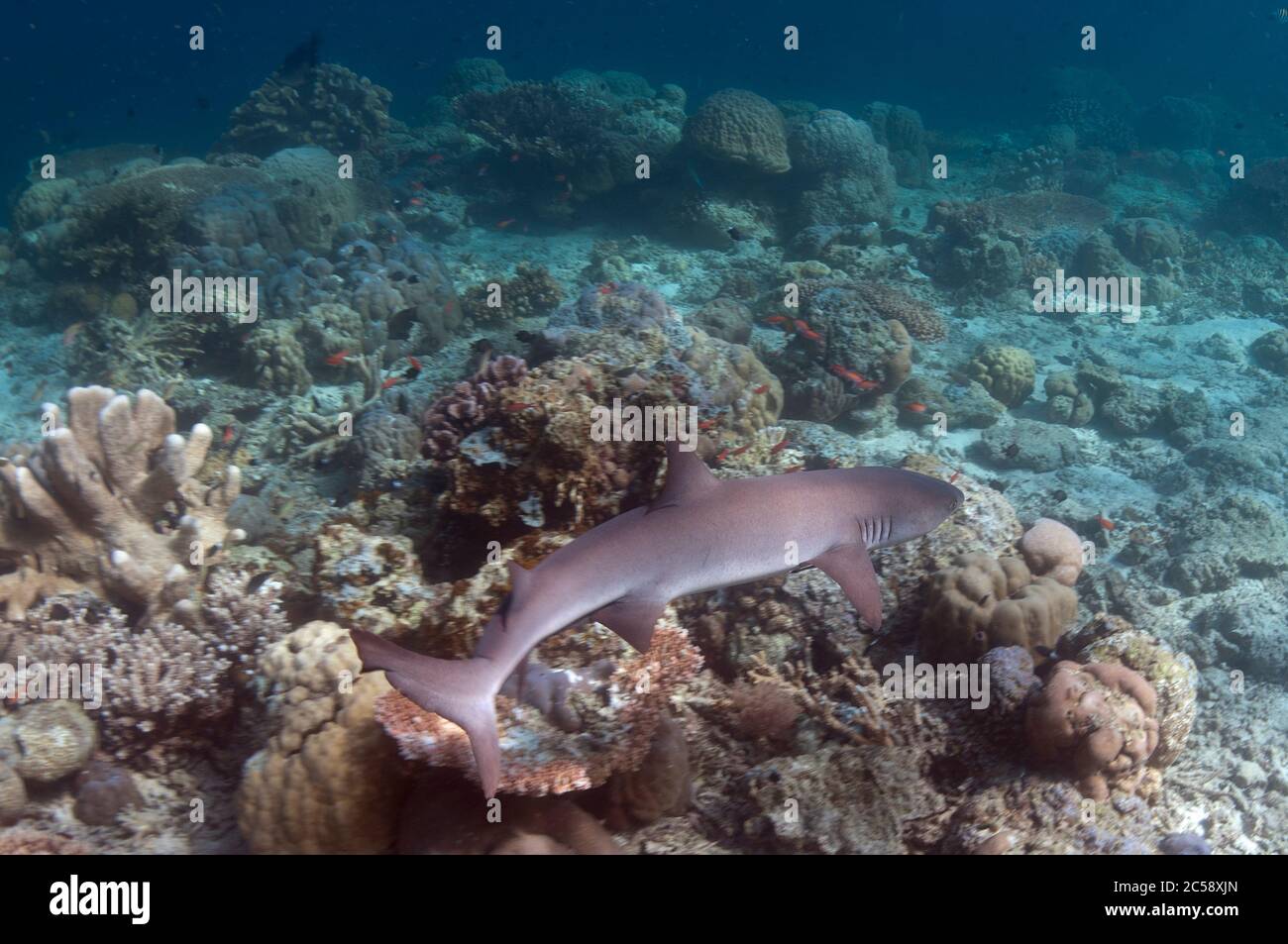 White-tip Reef Shark, Triaenodon obesus, Near Threatened, with hard corals on reef, Sipadan island, Sabah, Malaysia, Celebes Sea Stock Photo