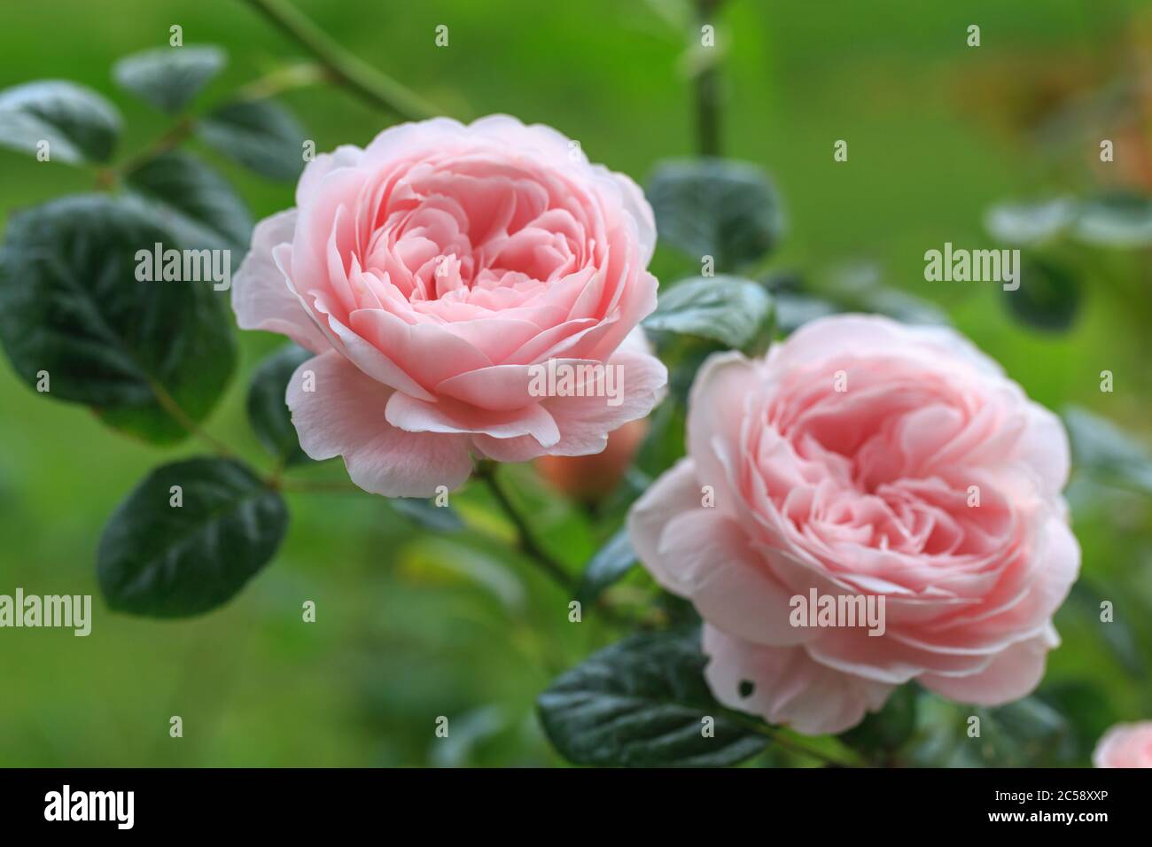 Blooming pink rose in the garden on a sunny day Stock Photo - Alamy