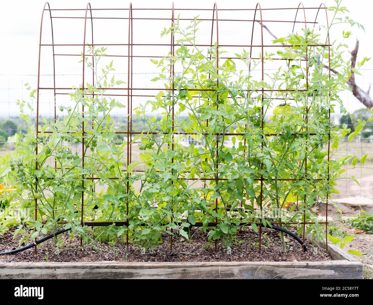 Mixed varieties of small tomatoes including grape, cherry and roma, growing on mesh trellis in home garden Stock Photo