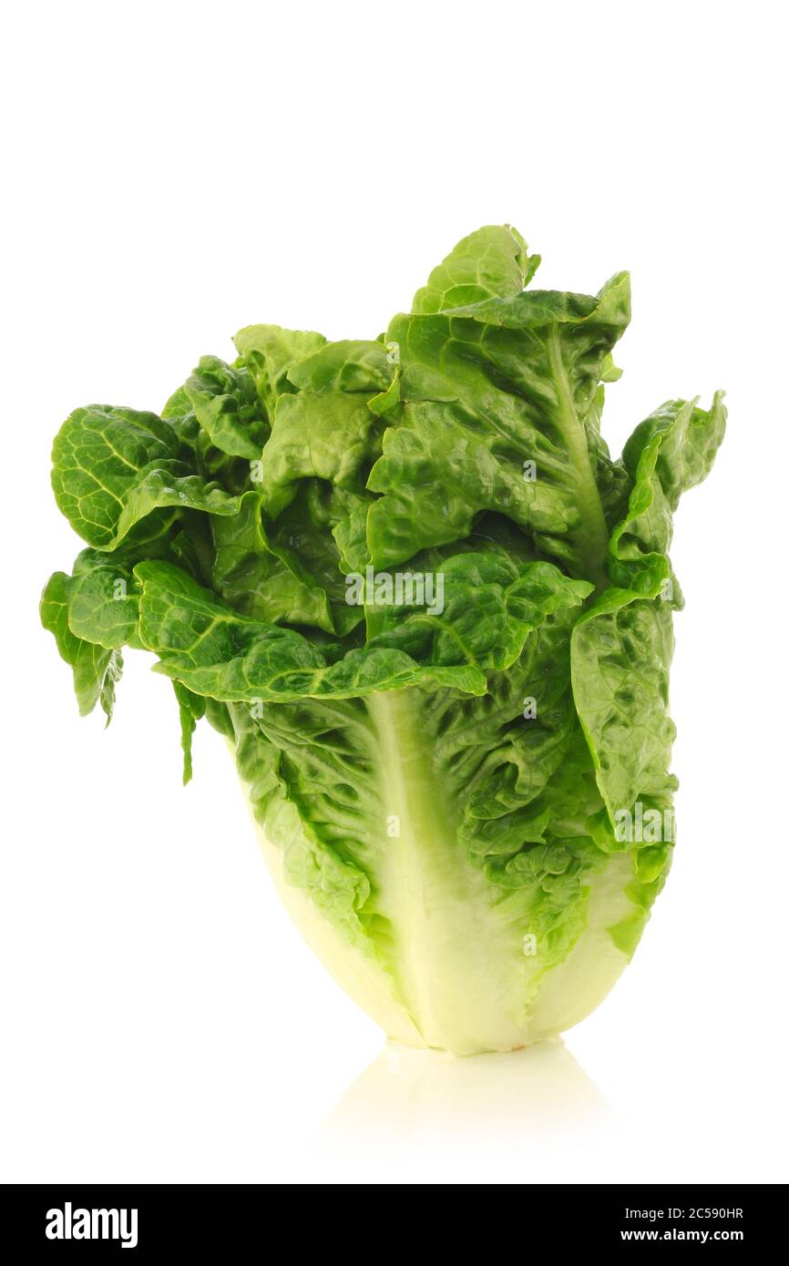 freshly harvested little gem lettuce on a white background Stock Photo