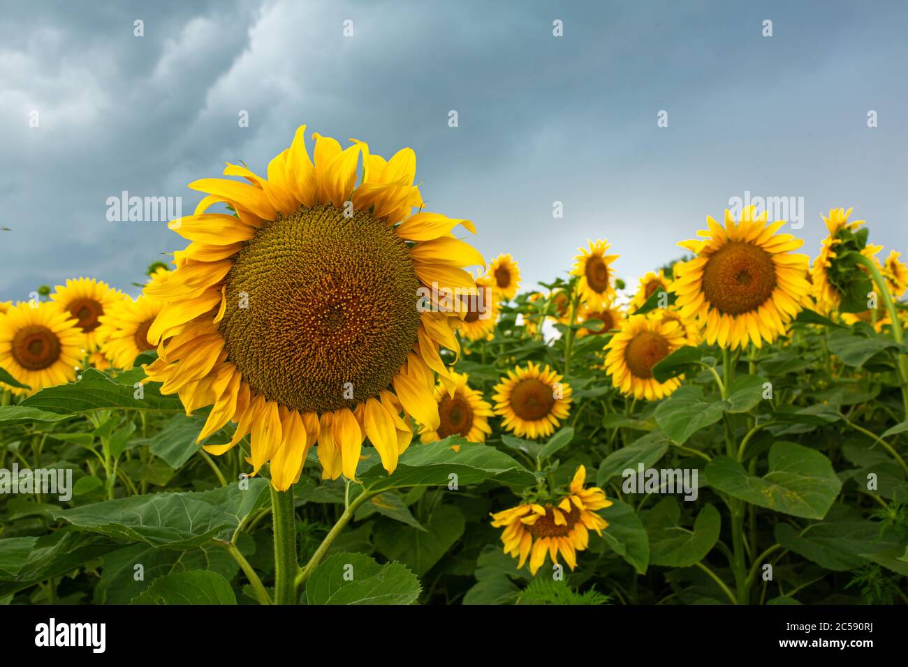 A field of sunflowers before the rain. Black rain clouds over a field ...