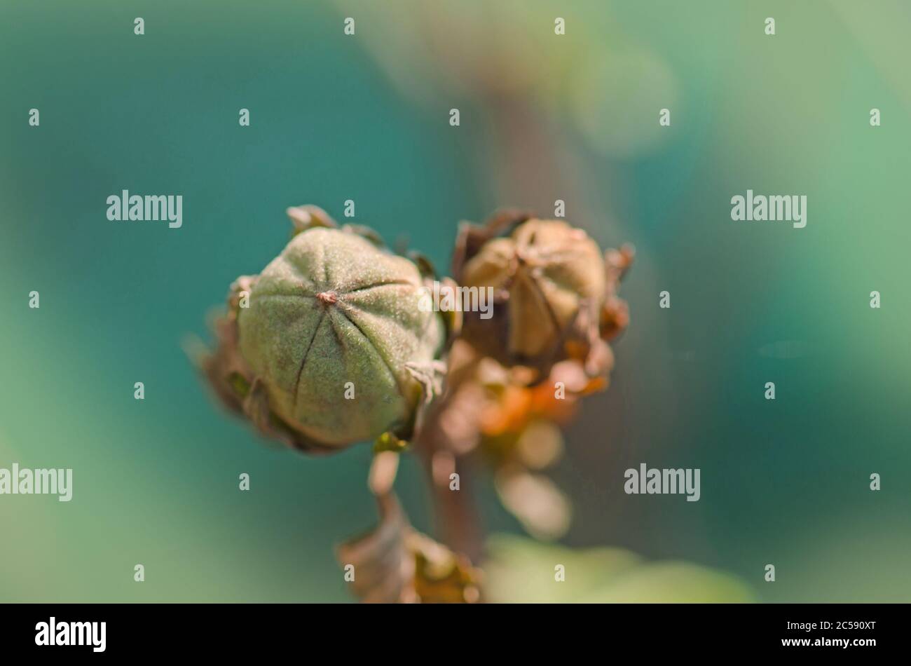 Hibiscus seeds in winter. Brown and dry hibiscus seeds. Hibiscus fruit