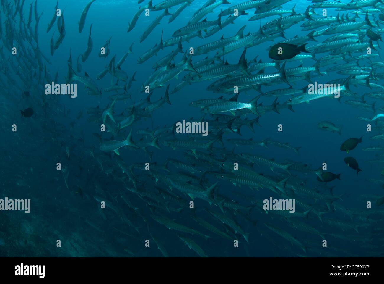 School of Blackfin Barracuda, Sphyraena qenie, Barracuda Point dive site, Sipadan island, Sabah, Malaysia, Celebes Sea Stock Photo