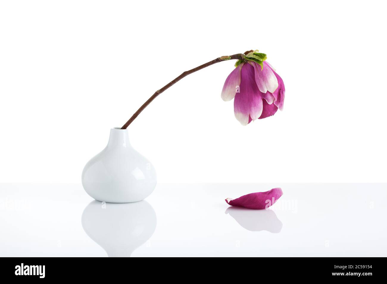 single wilting magnolia blossom in white drop-shaped vase, one petal fallen down, white background Stock Photo