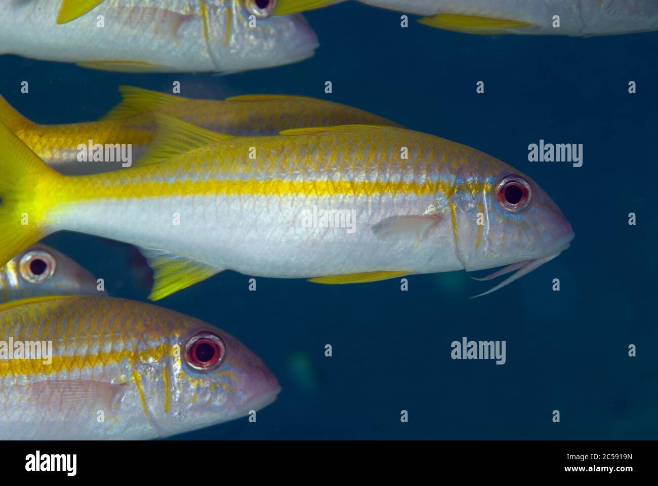 Yellowfin Goatfish, Mulloidichthys vanicolensis, Turtle Cave dive site, Sipadan island, Sabah, Malaysia, Celebes Sea Stock Photo