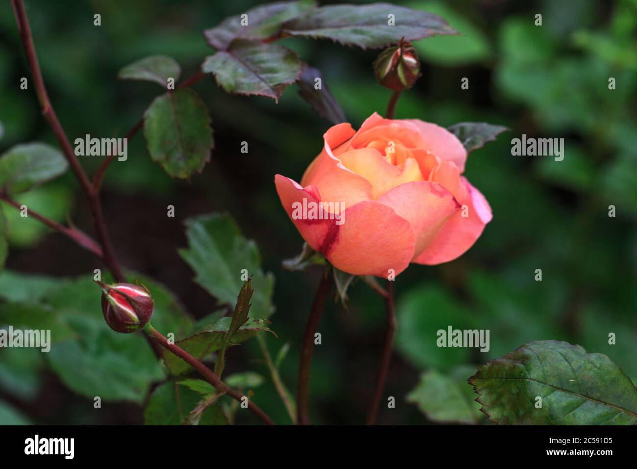 Blooming tangerine-orange English rose in the garden on a sunny day. Rose Lady Emma Hamilton Stock Photo