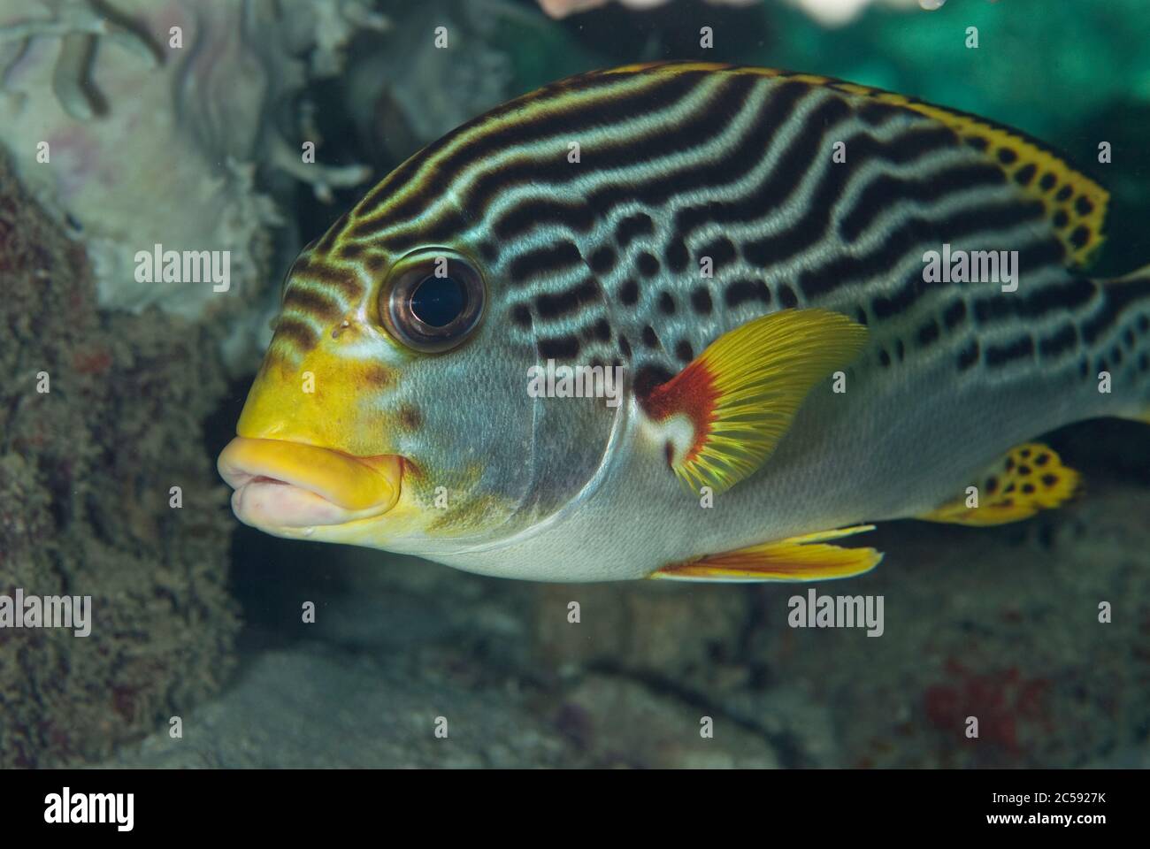 Diagonal Lips Diagonal-banded Sweetlips, Plectorhinchus lineatus, South Point dive ...