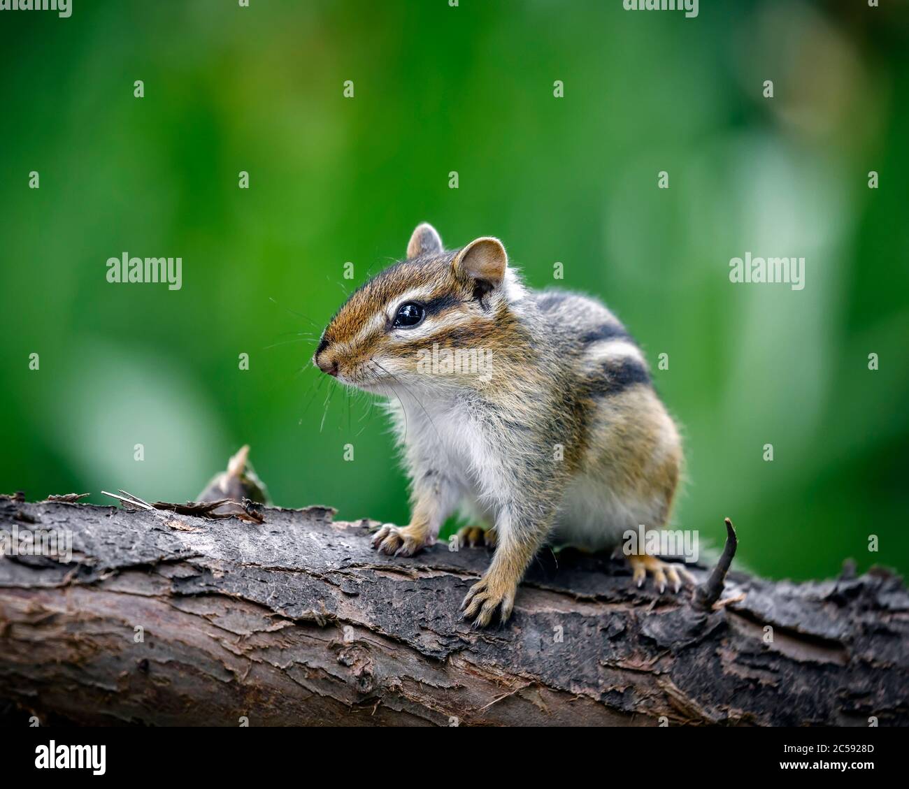 Eastern Chipmunk, Tamias striatus, Manitoba, Canada. Stock Photo